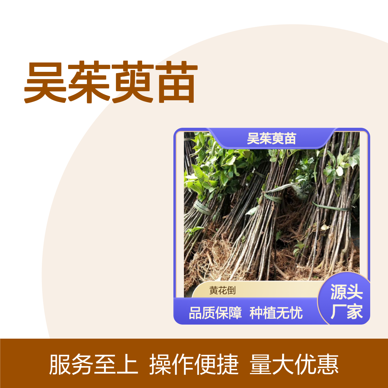 吴茱萸苗基地直供 常绿灌木 种植无忧 诚信经营