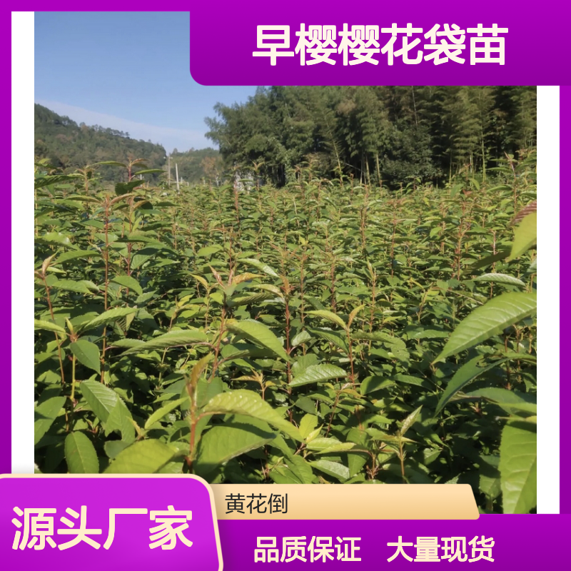早樱樱花袋苗 批发基地直供 多种品种 生长旺盛
