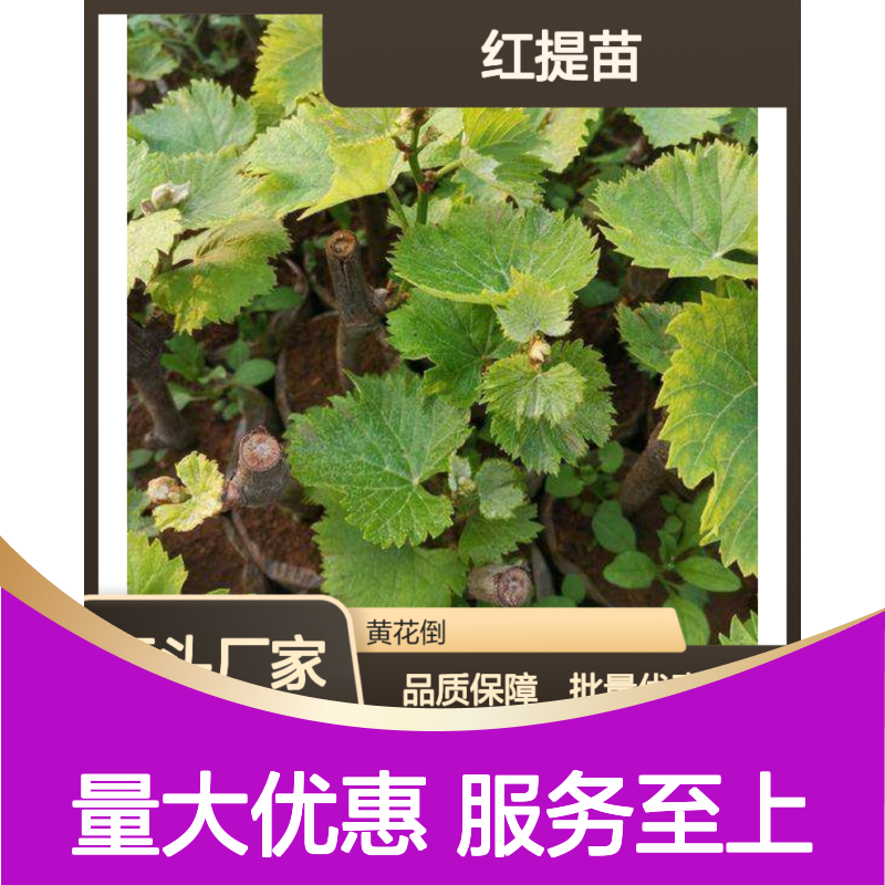 红提种植区专供 红提苗批发 扦插易活成苗率高