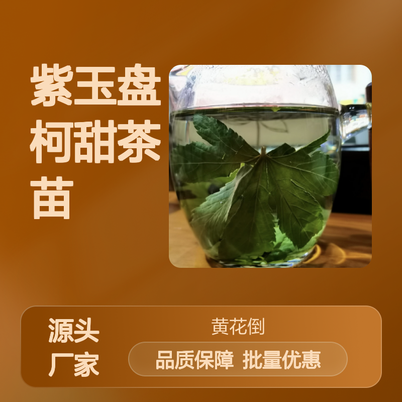紫玉盘柯甜茶苗 批发基地直供 生长迅猛 适应性强