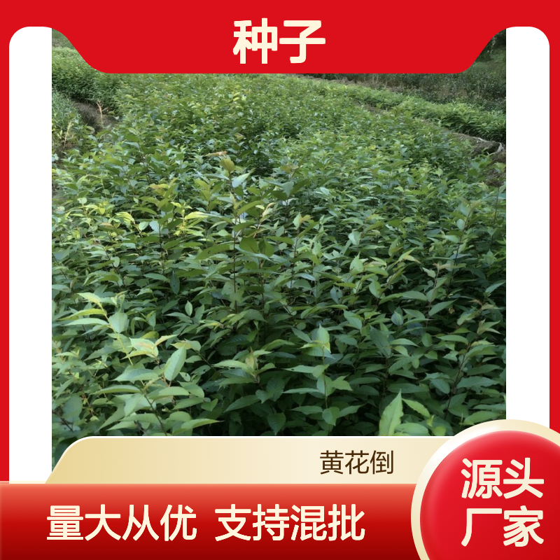 日本早樱 种子批发 新鲜采收 技术指导 嫁接易用