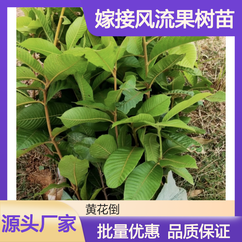 批发嫁接风流果 树苗成活率高 基地直供 品质优良