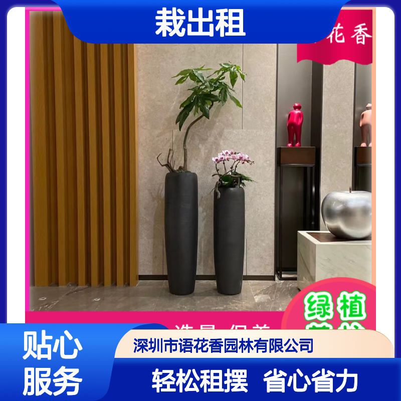 绿宝树盆栽租赁服务 免费全程养护 适合大小型绿化工程