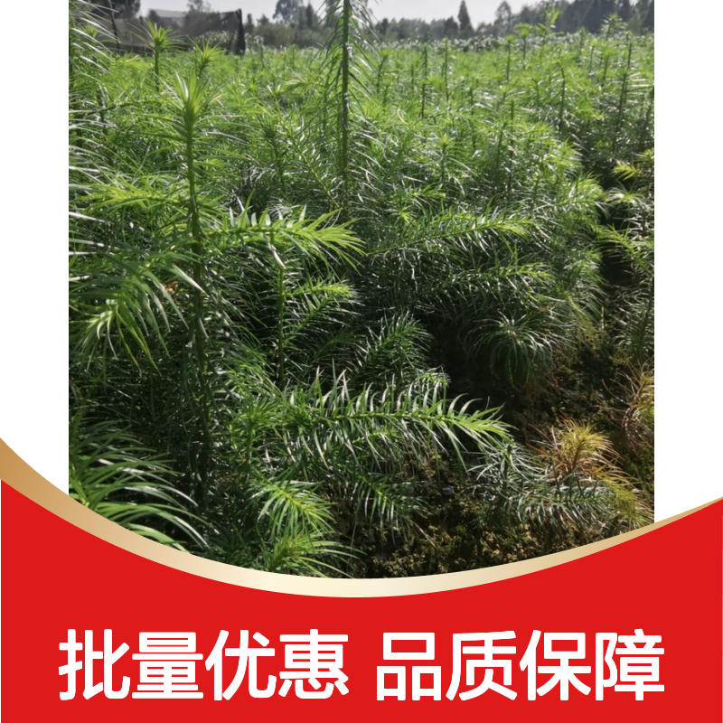 杉树苗批发 亚热带适用 高经济价值树种 生长迅速