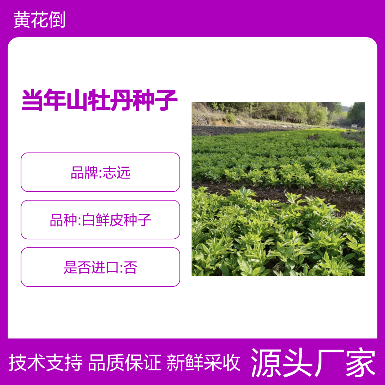 新采收当年山牡丹种子 苗木合作社自营免费技术指导