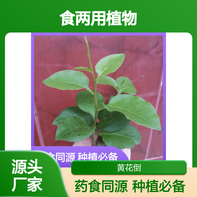 三七药食两用植物 种植技术详解 管理方便 环境适应强