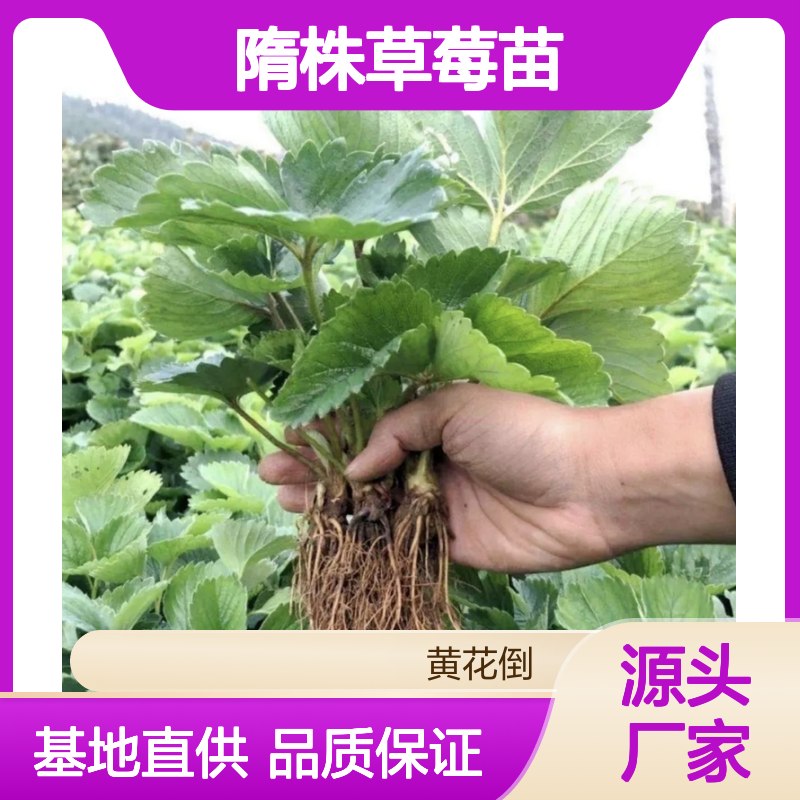 隋株草莓苗 种植园直供 基地批发 果大味甜 产量丰高