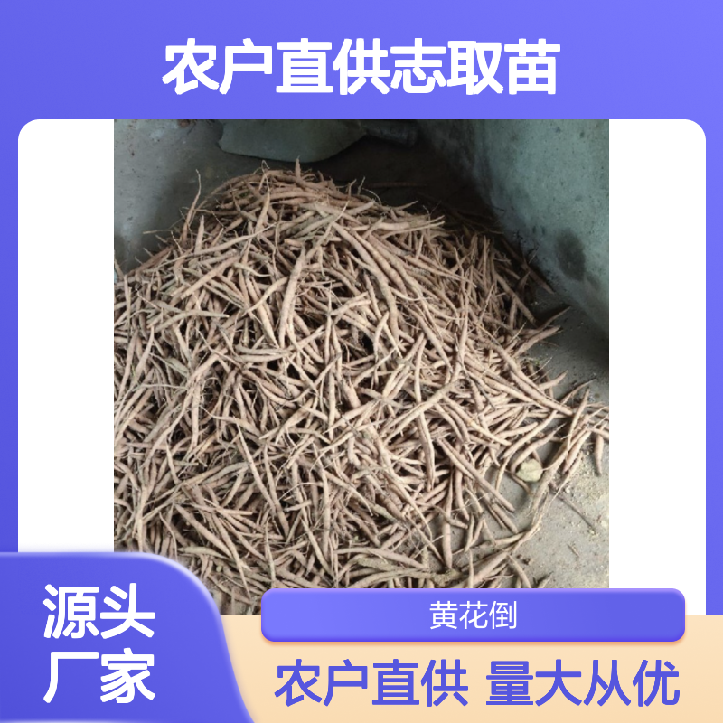 农户直供志取苗 购买数量达到要求全国专线车直达送货
