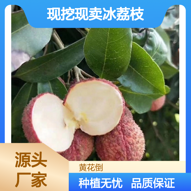 现挖现卖冰荔枝直生苗 果园优选 鲜甜可口 技术指导