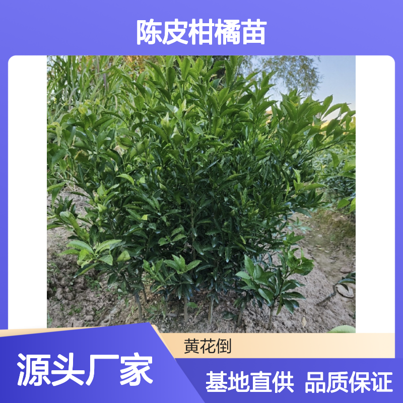 正宗新会陈皮苗 果园直发 药用食用 品质优良 气候适宜