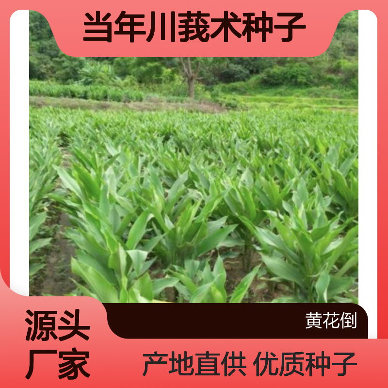 新采收当年川莪术种子 产地直发免费技术指导