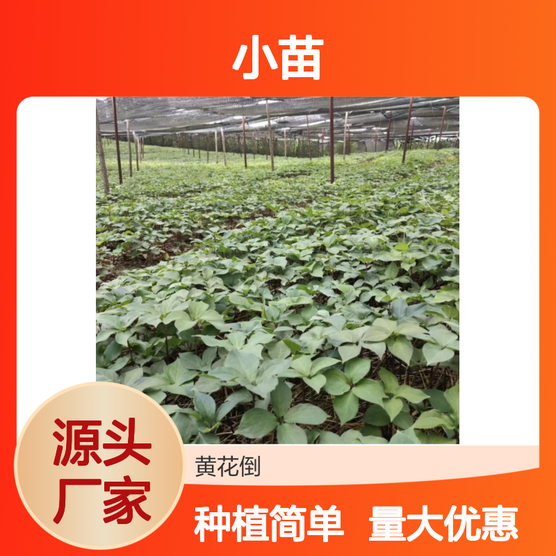 华重楼小苗 批发供应 园林植物 品质优良 生长迅速
