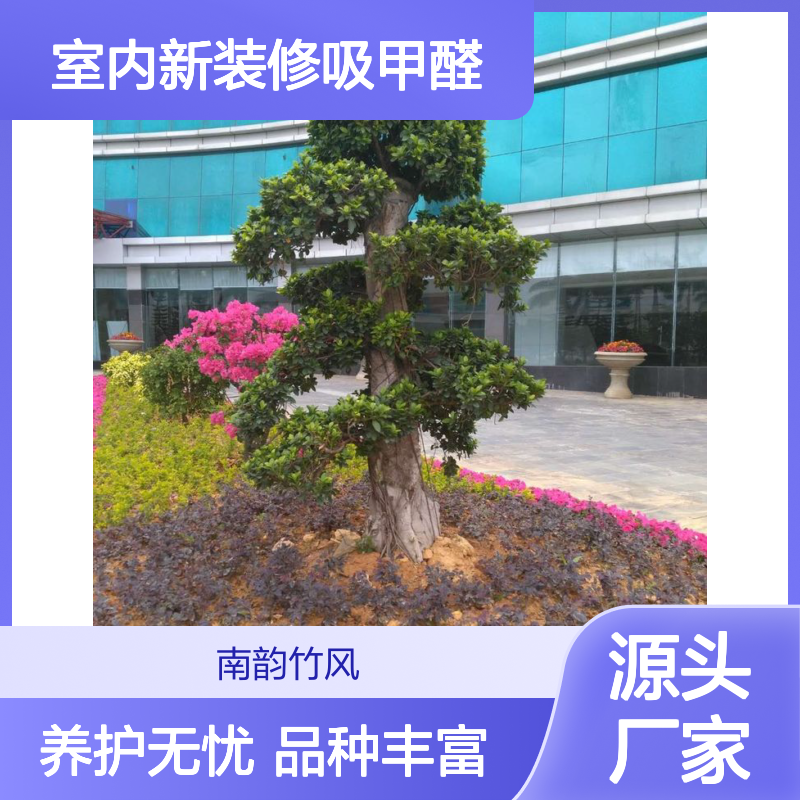 深 圳办公室绿植租摆 提倡绿色生活方式 室内新装修吸甲醛 养护无忧