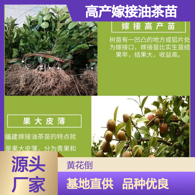 高产嫁接油茶苗 基地直供果大皮薄 品种优良 适应性强