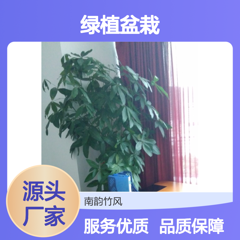 南韵竹风绿植盆栽 承接绿化工程项目 成活率高