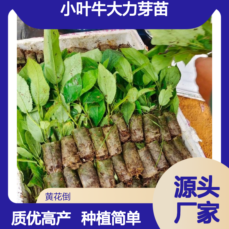 苗木合作社自营小叶牛大力芽苗 种植成本低可控 荒山农田均可种植