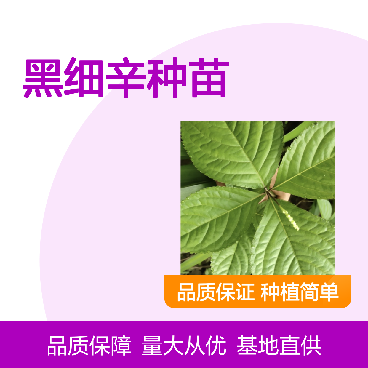 基地直供黑细辛种苗 品种齐全质量保证根系发达种植好管理