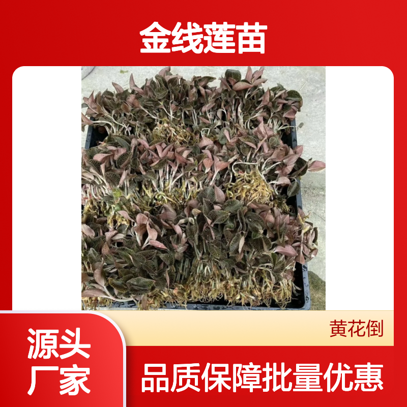金线莲苗基地直供 优质金线莲种植苗 药用价值