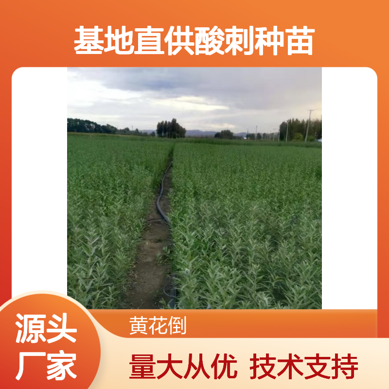 基地直供酸刺种苗 嫁接繁殖技术 生长旺盛 适应性强