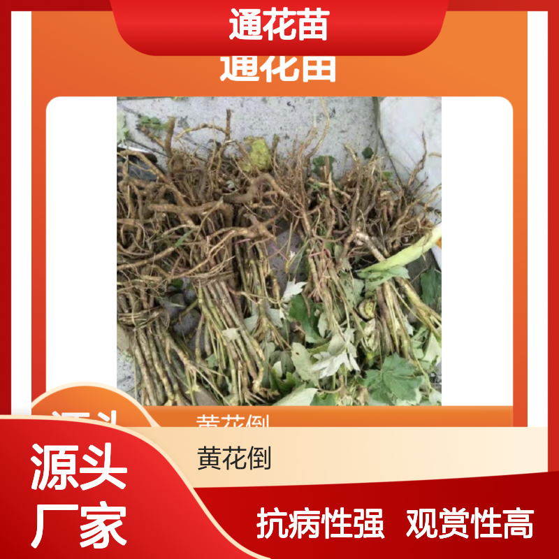 通花种植主产区 大量批发通花苗 抗病性强 观赏价值高