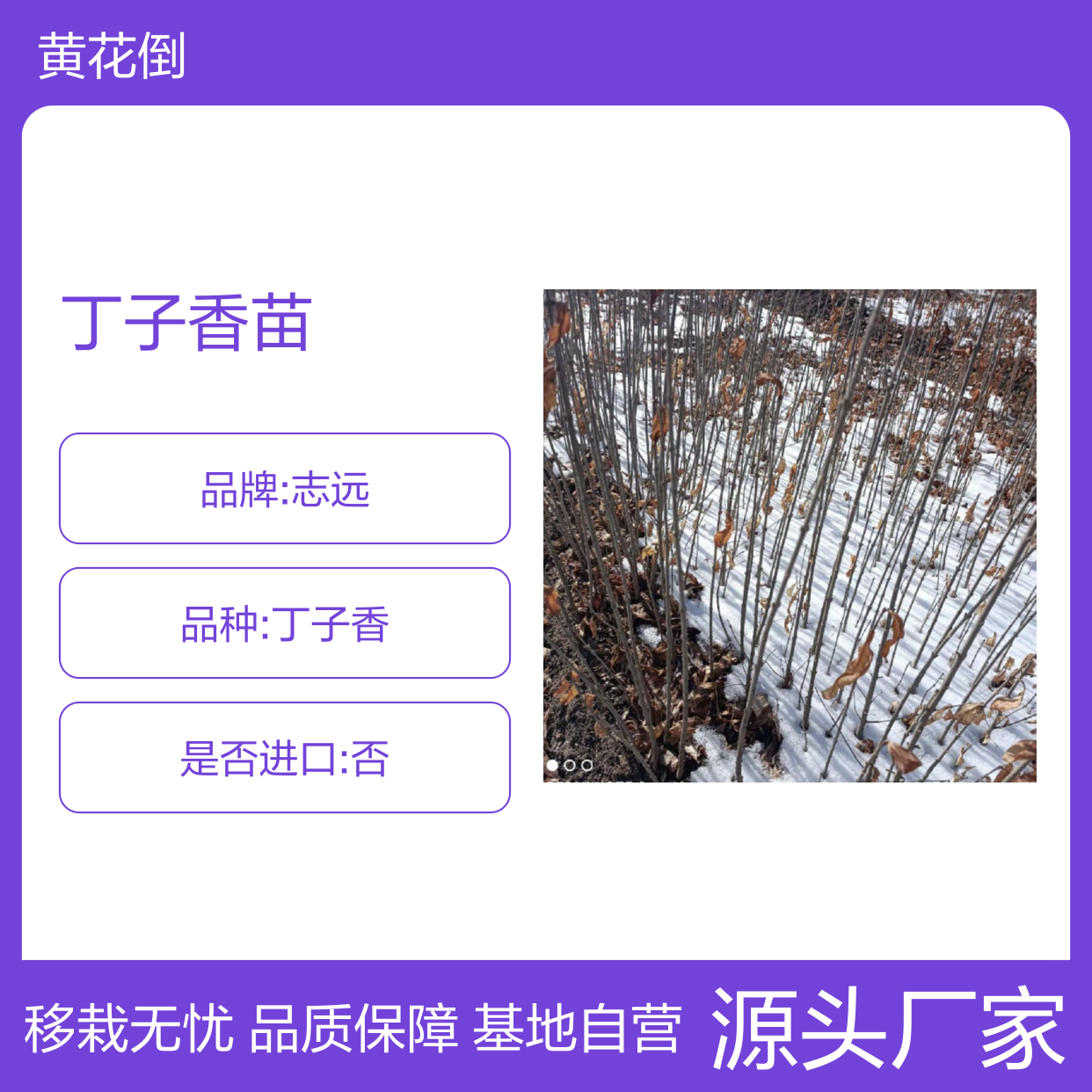 丁子香苗 基地直供 移栽指导 品质优良 生长空间大