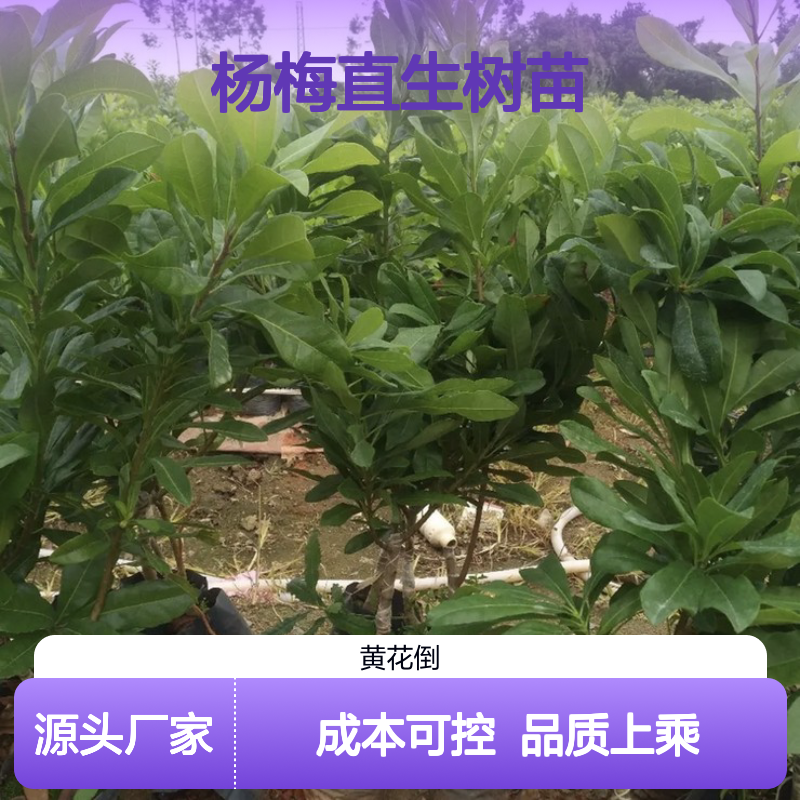 产地批发特早熟杨梅直生树苗 种植成本低可控 荒山农田均可种植