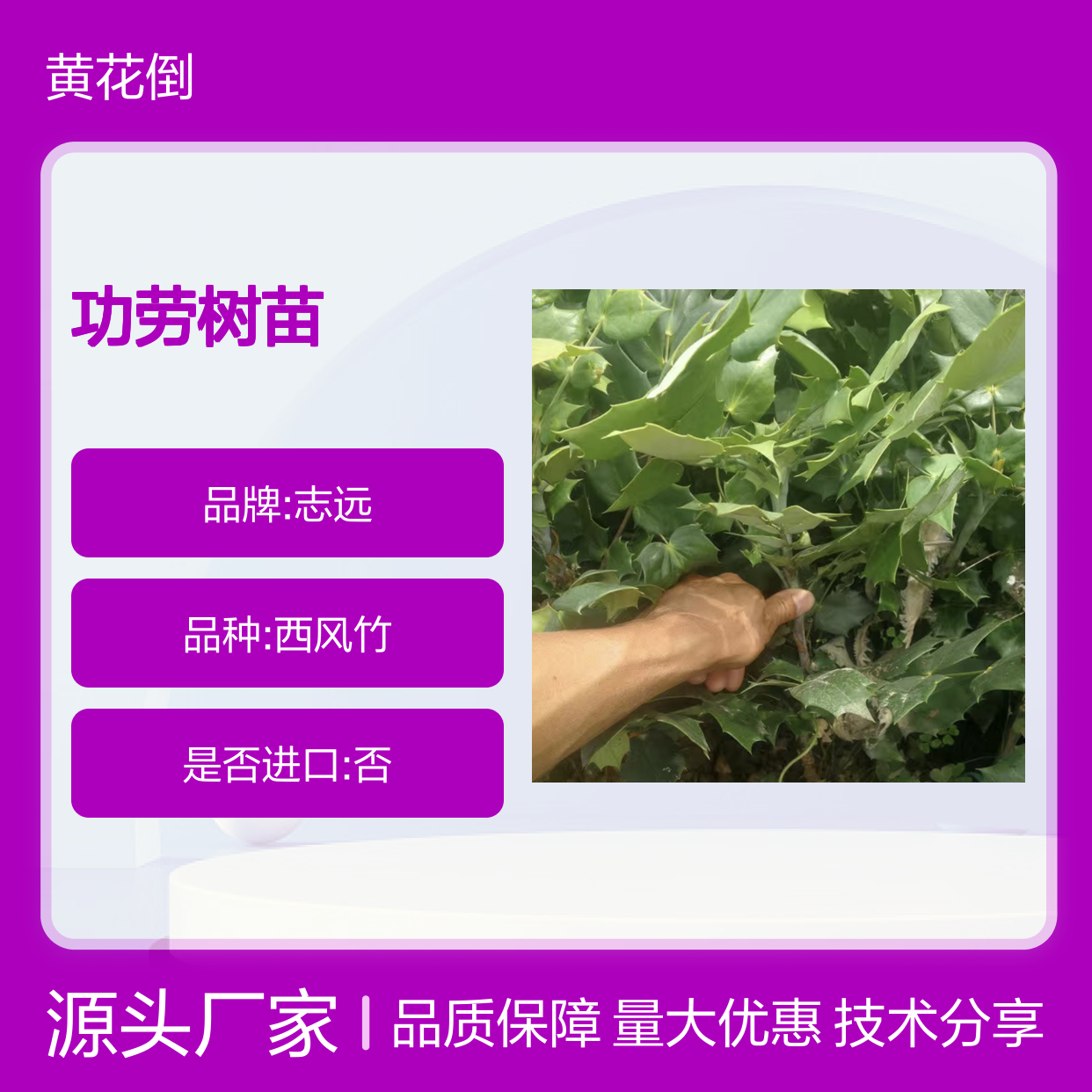 阔叶十大功劳树苗 苗圃直供种植技术 品质保证
