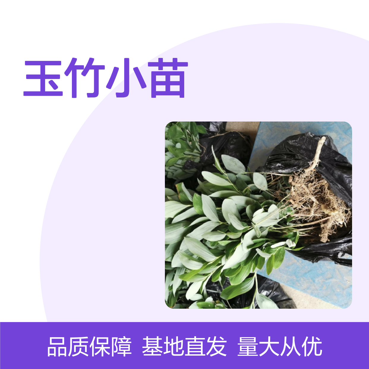 玉竹小苗批发 基地直供 中药玉竹苗 品质保证 适应性广