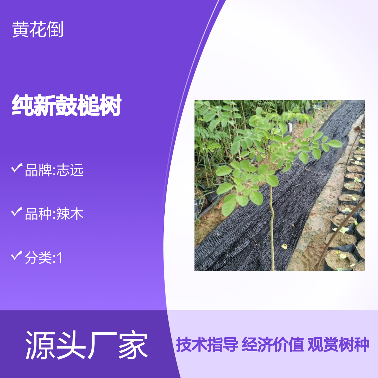 当年纯新鼓槌树种子 苗木合作社自营免费技术指导