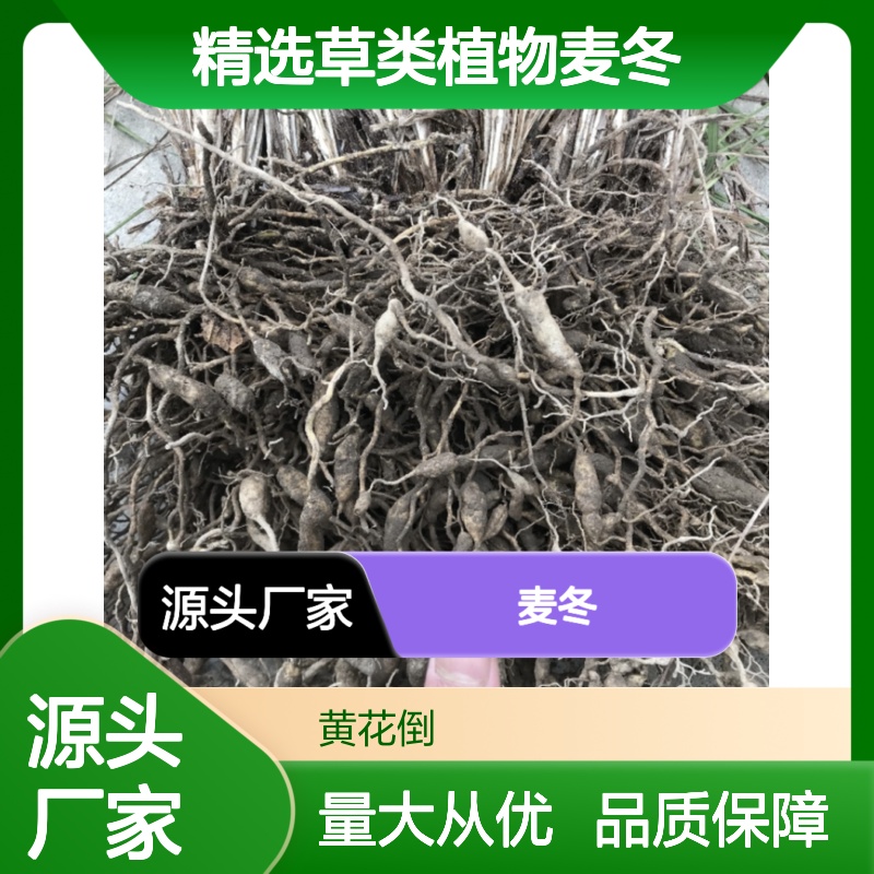 精选草类植物麦冬 源头基地直供 品质保证 技术领先