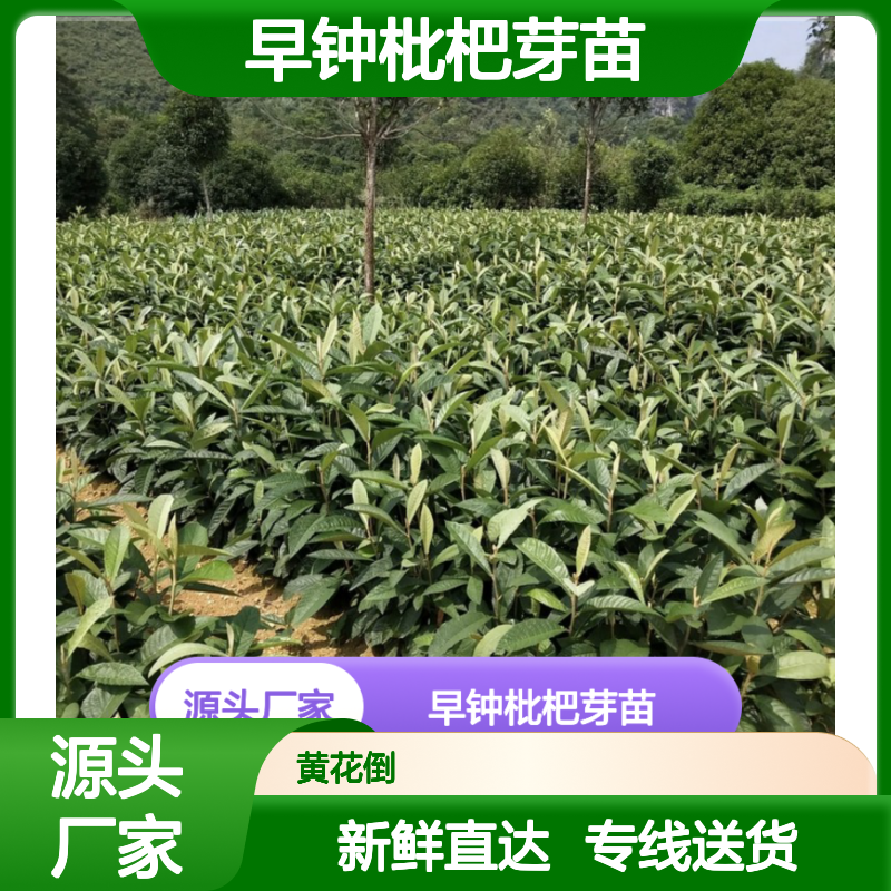 当天起苗当天发 早钟枇杷芽苗 购买数量达到要求 全国专线车直达送货