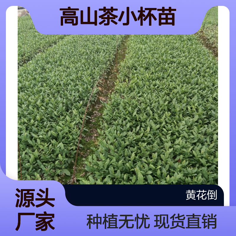 高山茶小杯苗 基地直发 品质纯正 包教种植 技术支持