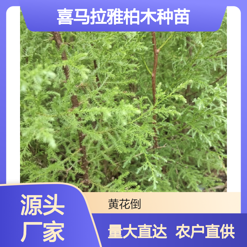 农户直供喜马拉雅柏木种苗 购买数量达到要求全国专线车直达送货