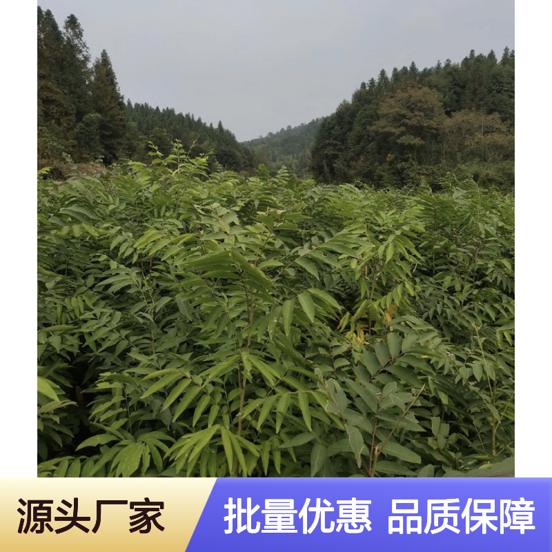 无患子树苗 批发种植 绿化优选 枝叶广展 果实累累