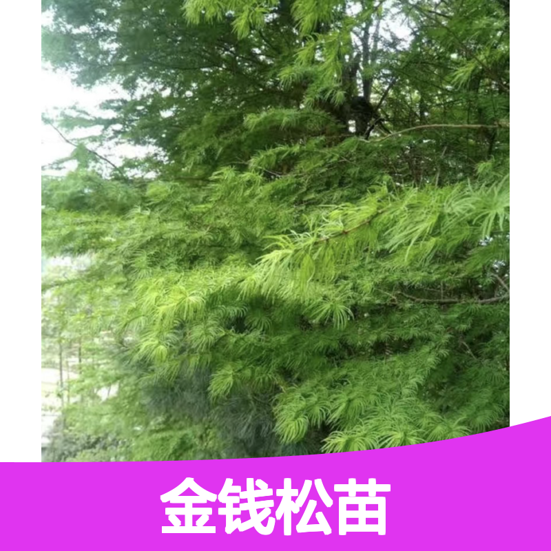 金钱松苗种植收益佳 荒山农田皆宜 适应性强 易于繁殖