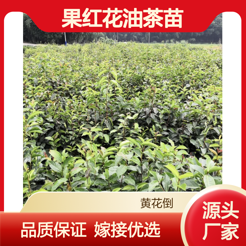 中科大果红花油茶苗 嫁接繁殖成活率高 百年丰产