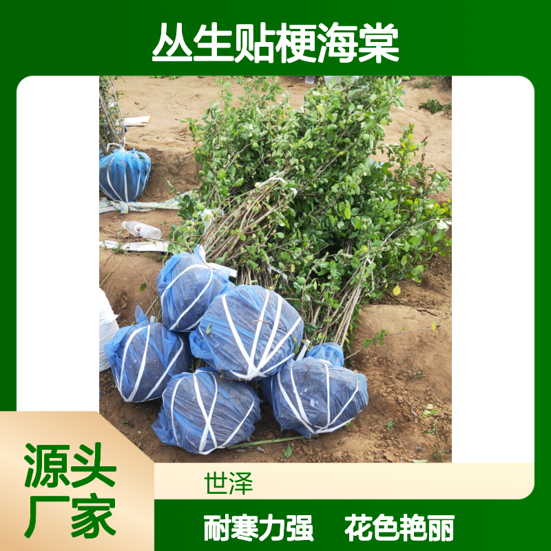 丛生贴梗海棠 花色鲜艳 耐寒力强 多种规格 冠幅饱满