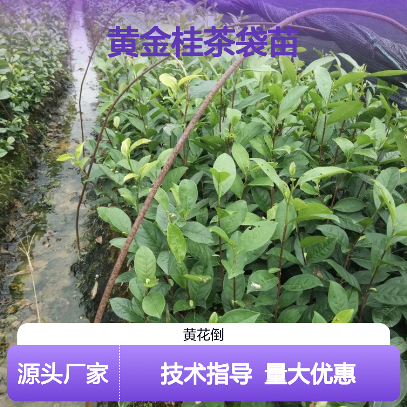 常年基地供应黄金桂茶袋苗 全程技术指导十几年苗木培育经验