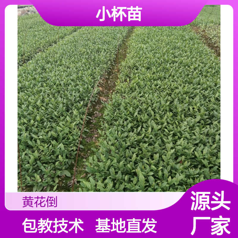 产地批发紫牡丹茶小杯苗 基地直发包教种植管理技术品质纯正可票