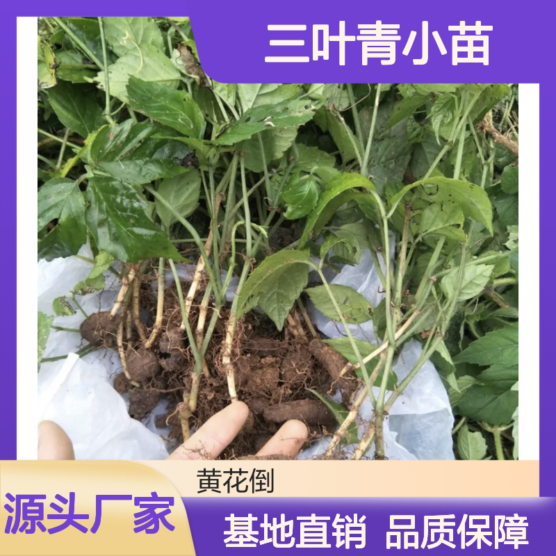 三叶青小苗 基地直供 扦插繁殖 养护简单 批发种植