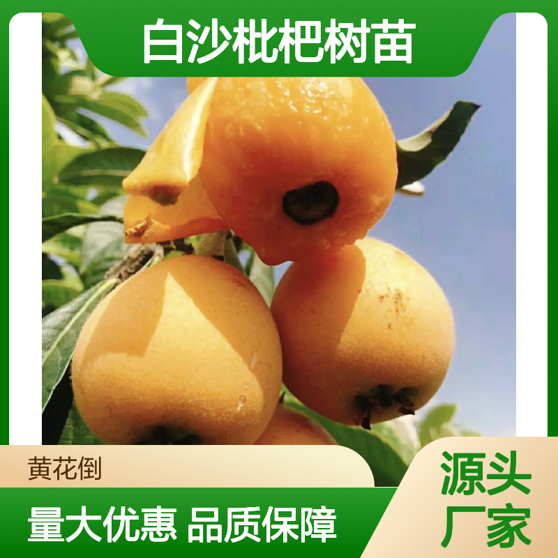 正宗白沙枇杷树苗 适宜多地区栽培 果味甘酸 观赏性强