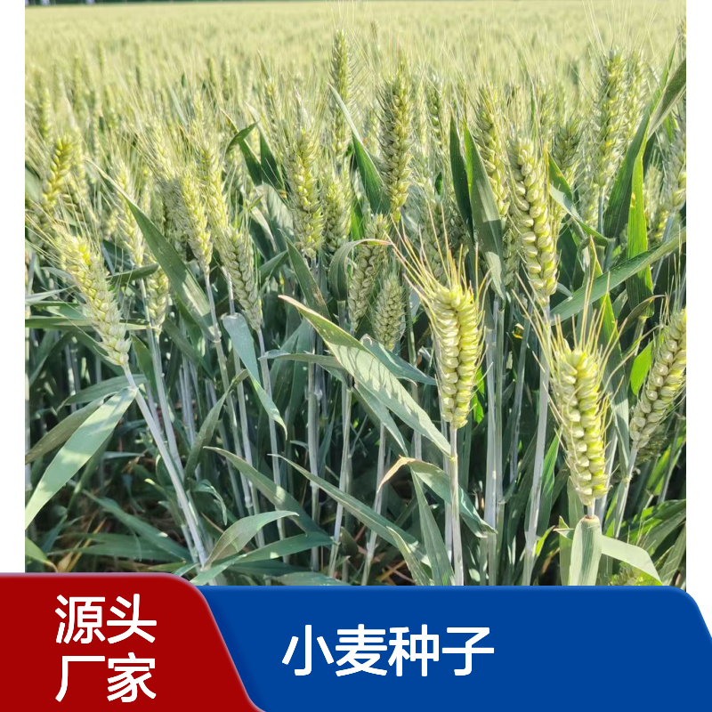 郑麦0989小麦种子 抗病强 矮杆抗倒伏 稳产1800斤