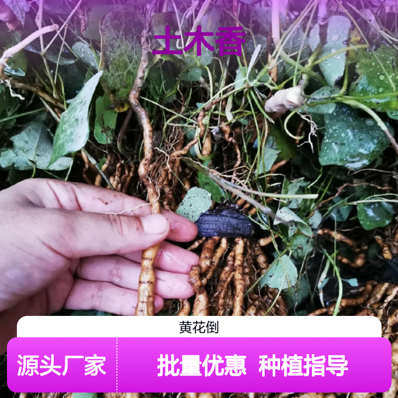 土木香种苗 种植区批发 基地直供 生长迅速 繁殖简单