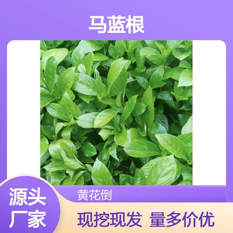 精选马蓝根种苗 基地出货 成活率高 品质优良 适应性强
