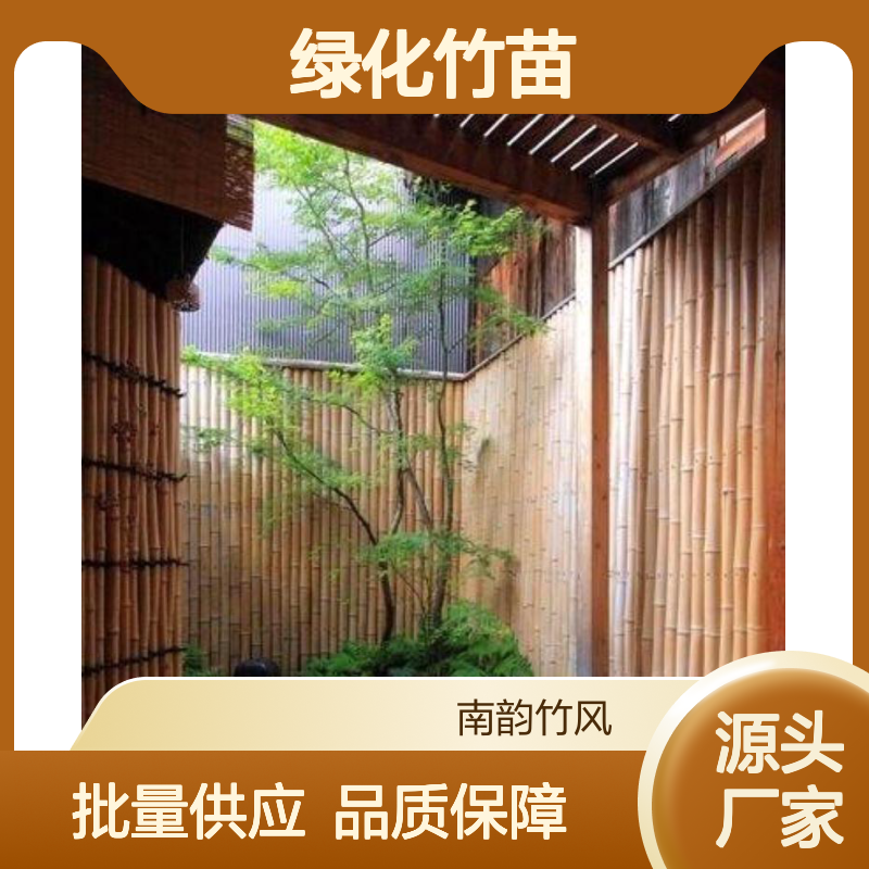 青竹批发 2公分绿化竹苗深 圳本地货源 培养袋种植 成活率高