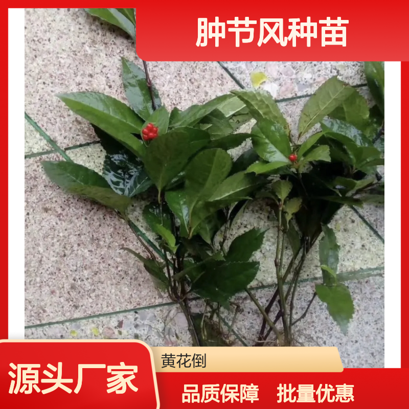 肿节风种苗 基地直供 批发采购 成活率高 生长快速