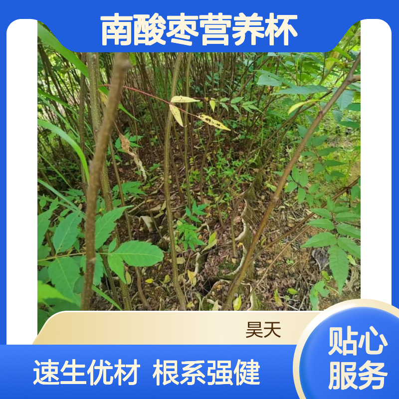 速生用材树 南酸枣无纺布袋苗木 H80-150CM 根系发达