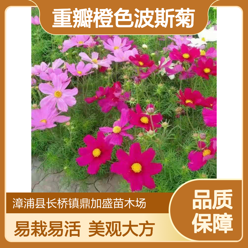 鼎加盛园艺 多年生重瓣橙色波斯菊 园林景区绿化造景工程用苗