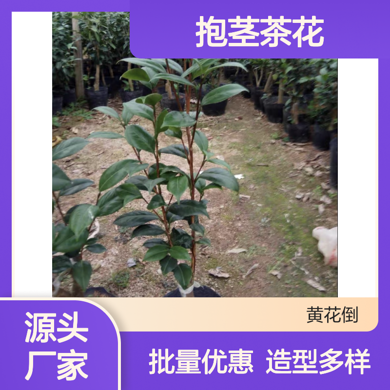 抱茎茶花种植区 批发茶花苗 基地直供 生长旺盛