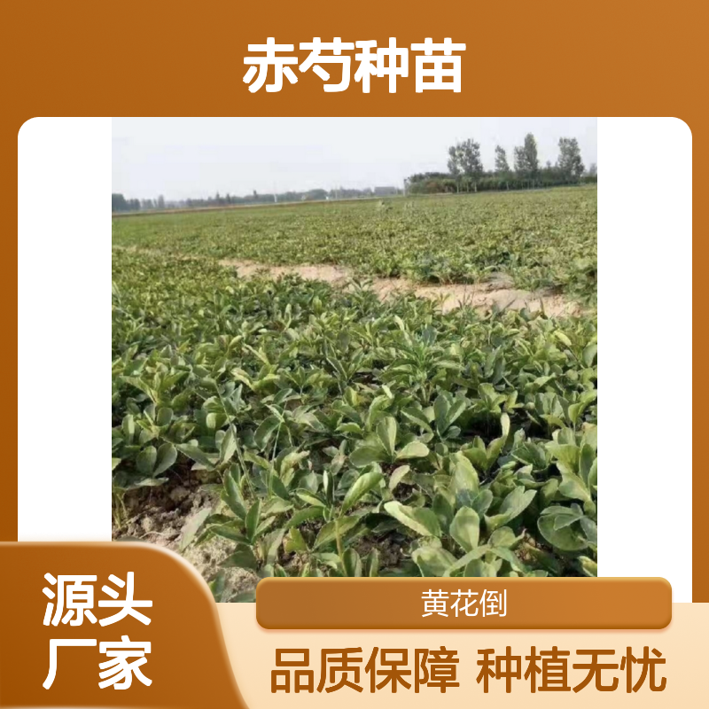 百亩赤芍园精选种苗 批发赤芍种苗 观赏药用皆宜